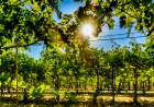 Oregon-Milton-Freewater Grapes in a vineyard Art Print